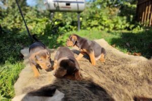 Щенки польской гончей Щенки породы польский огар