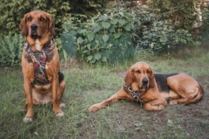 Польские гончие собаки Польские огары: фото