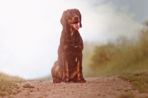 Польская гончая Собака польский огар