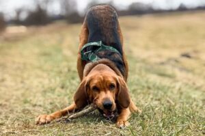 Красивое фото польской гончей Фото польского огара