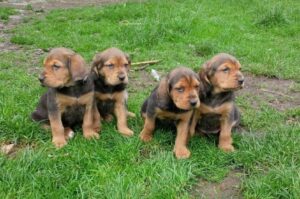 Щенки польской гончей собаки Четыре щенка польского огара