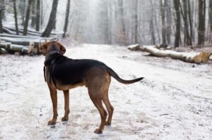 Польская гончая зимой Польский огар: фото зимой