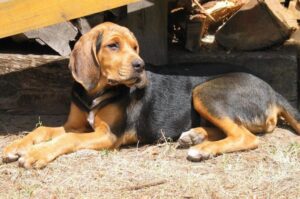 Польская гончая собака Польский огар порода собак