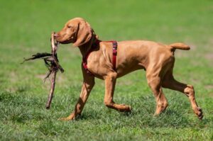 Польская гончая с палкой в зубах Польский огар несёт палку