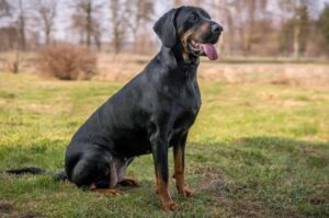 Пёс породы польская гончая Порода польский огар