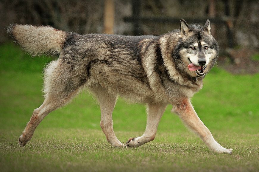 Северная инуитская собака: описание породы