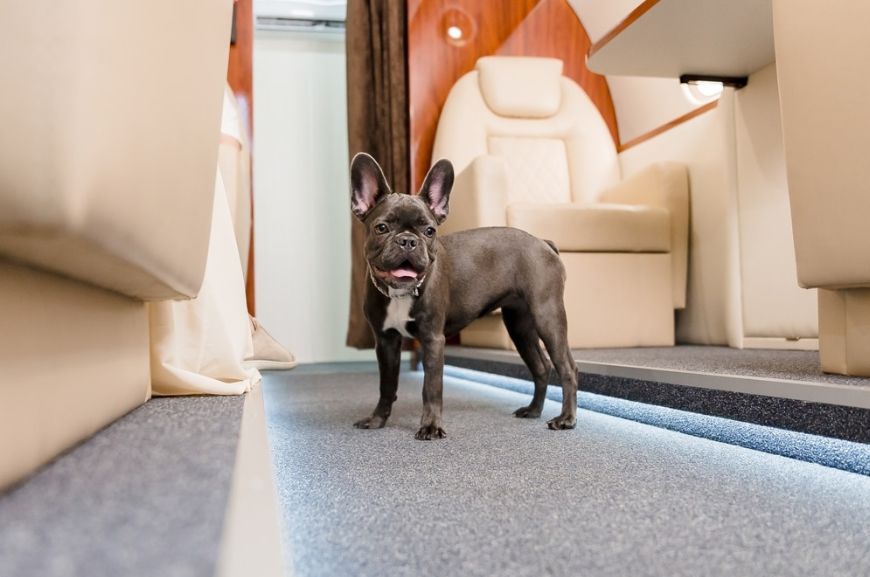 Собака-брахицефал в самолёте