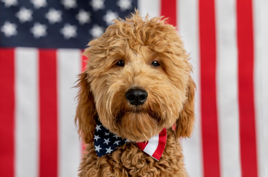 Собака голдендудль на фоне американского флага 