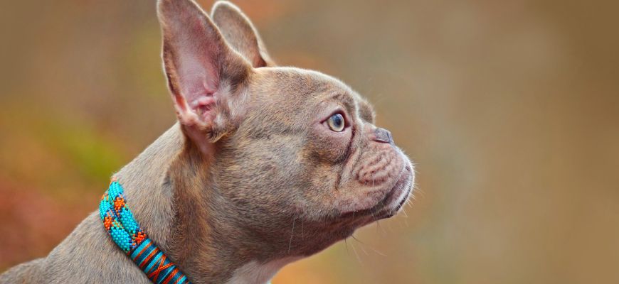 Собаки-Брахицефалы | 19 Пород, Описание, Фото, Список
