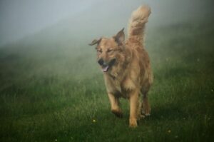 Баскская пастушья овчарка Горбеякоа Баскская пастушья овчарка