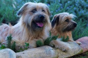Баскские пастушьи овчарки Илетсуа Овчарки Илетсуа
