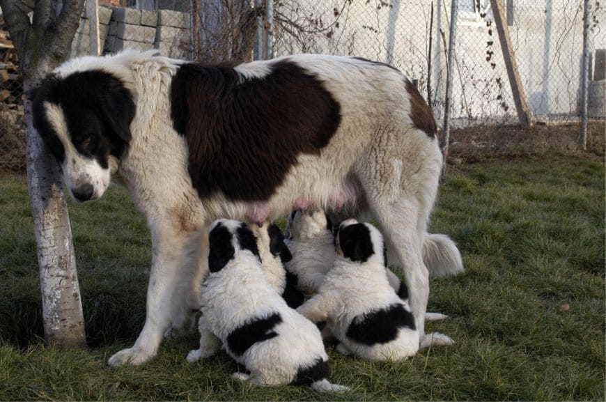Буковинская овчарка со щенками 