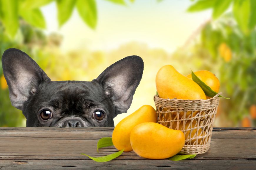 Чем полезно манго для собак