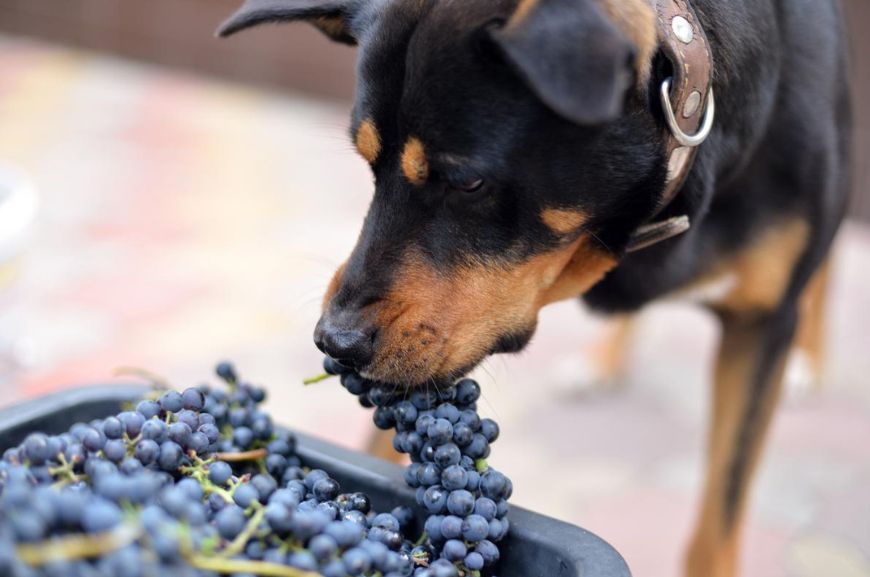 Что делать, если собака съела виноград