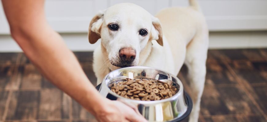 Что такое пищевая непереносимость у собак