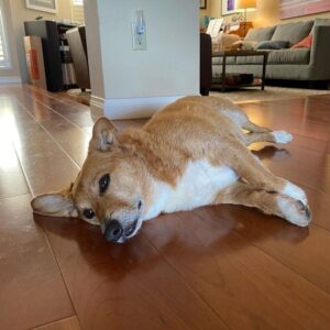 Дорги в доме лежит на полу