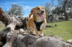 Порода дорги: фото