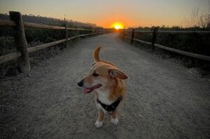 Дорги на фоне заката