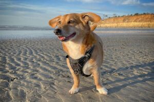 Собака дорги