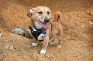 Гибрид таксы и корги – собака дорги