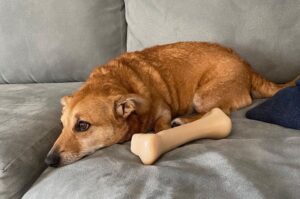 Дорги с игрушкой лежит на диване