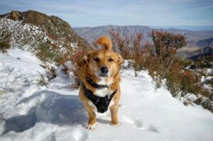 Порода собак дорги зимой