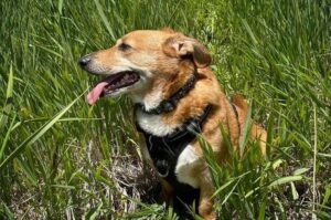 Собака дорги – это помесь таксы и корги