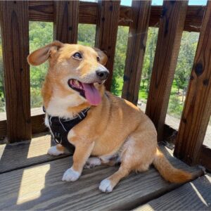 Умная собачка породы дорги