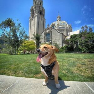 Фото собаки дорги