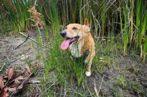 Собака дорги