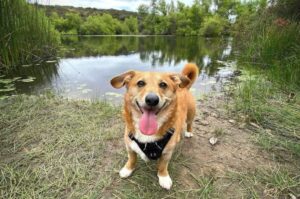 Пёс породы дорги