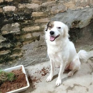 Дизайнерская порода собак дорги