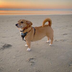 Красивая собачка дорги