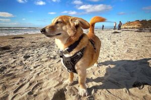 Фото собаки дорги