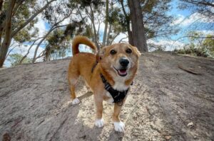 Собака дорги