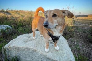 Смешанная порода собак дорги