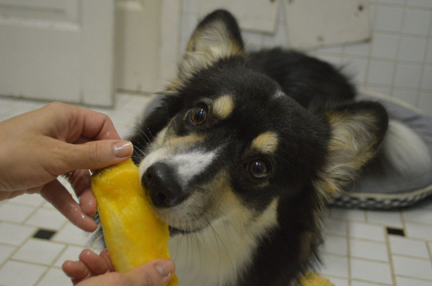 Как часто можно давать собаке манго