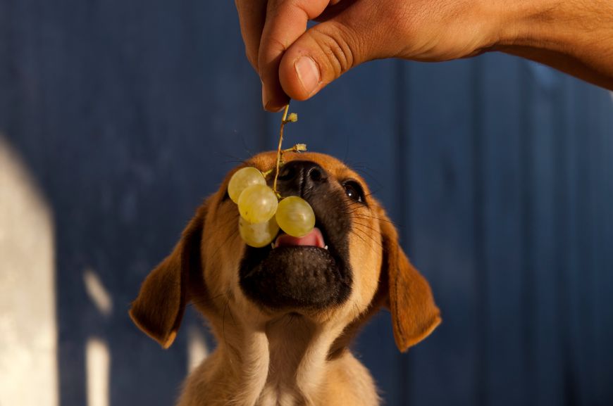 Можно ли собакам давать виноград?