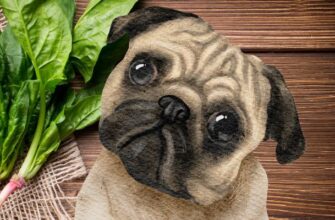 Можно ли собакам есть шпинат?