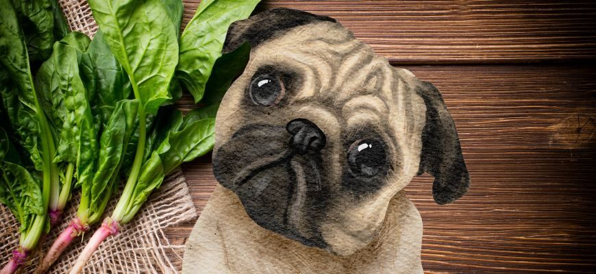 Можно ли собакам есть шпинат?