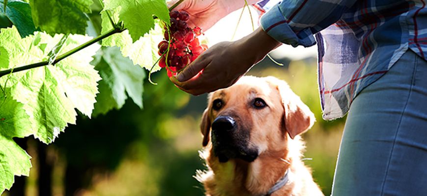 Влияние винограда на здоровье собаки в долгосрочной перспективе