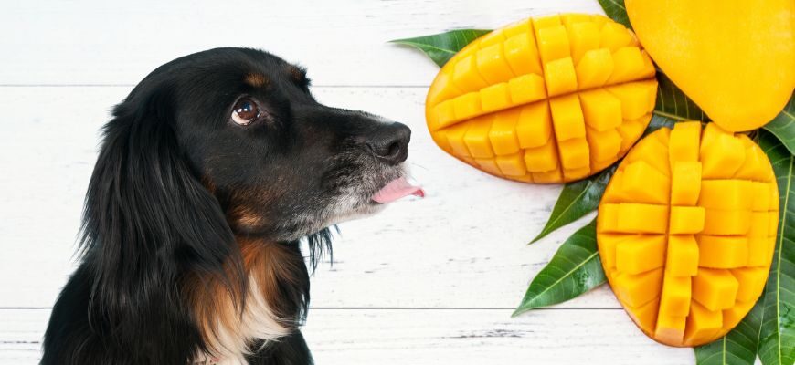 Можно ли собакам есть манго?