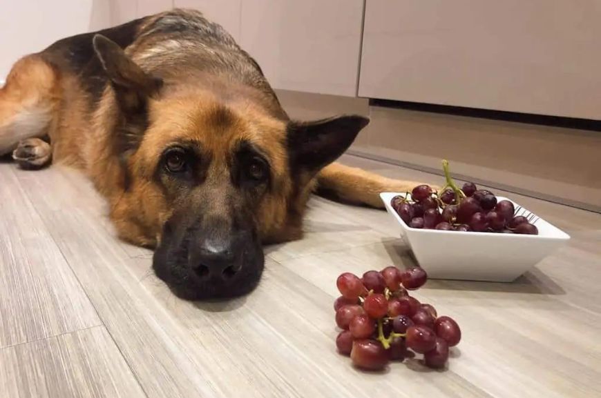Почему собакам нельзя виноград