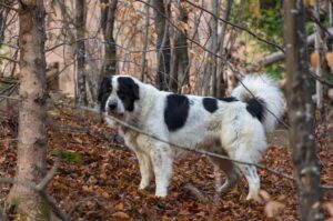 Буковинская овчарка в осеннем парке
