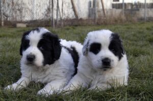 Фотография щенков буковинской овчарки