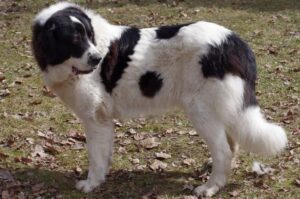 Фото румынской буковинской овчарки