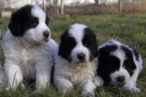 Три щенка румынской буковинской овчарки