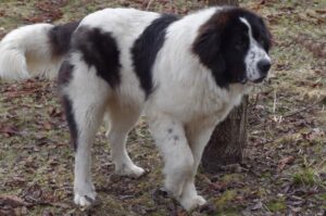 Румынская буковинская овчарка: фото