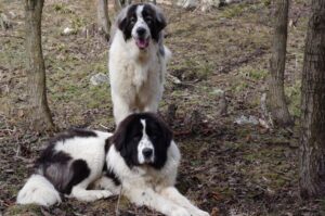 Буковинские овчарки