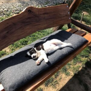 Щенок буковинской овчарки лежит на лавке и греется на солнышке